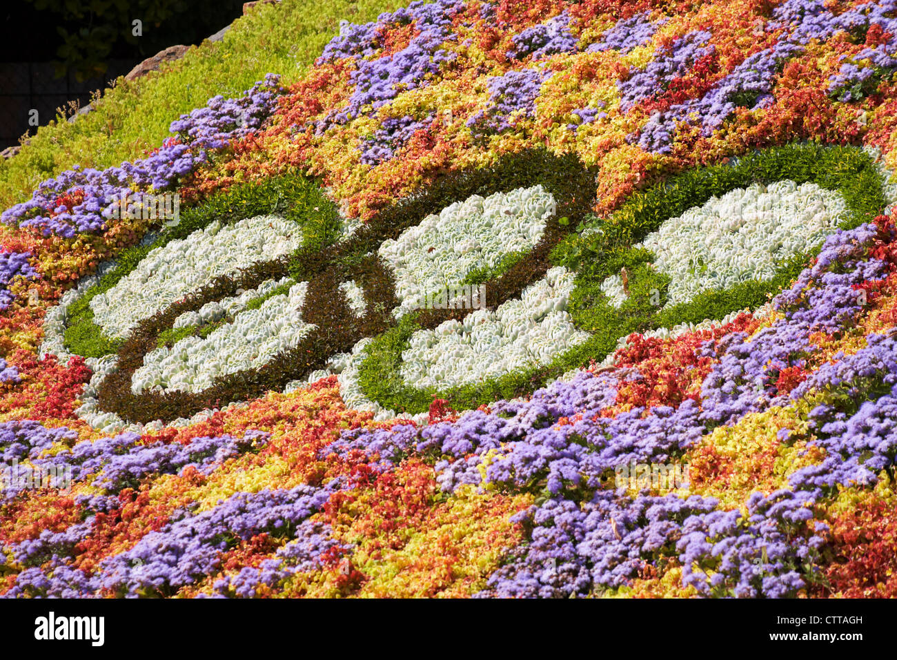 Beete mit Pflanzen, die in der Form der Olympischen Ringe in St. Helier, Jersey im Juli angeordnet Stockfoto