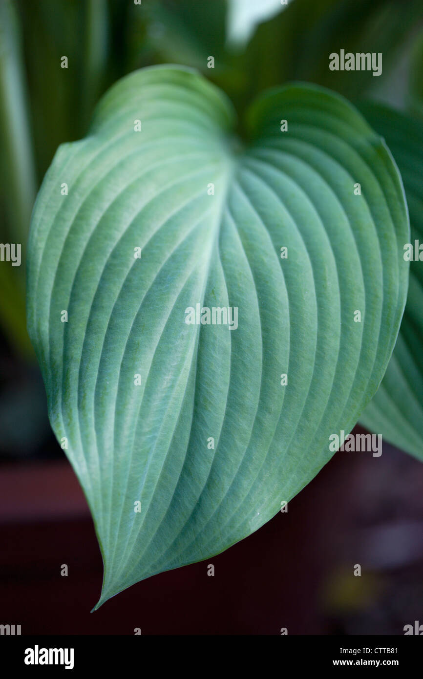 Hosta-Sorte, Hosta, grün. Stockfoto