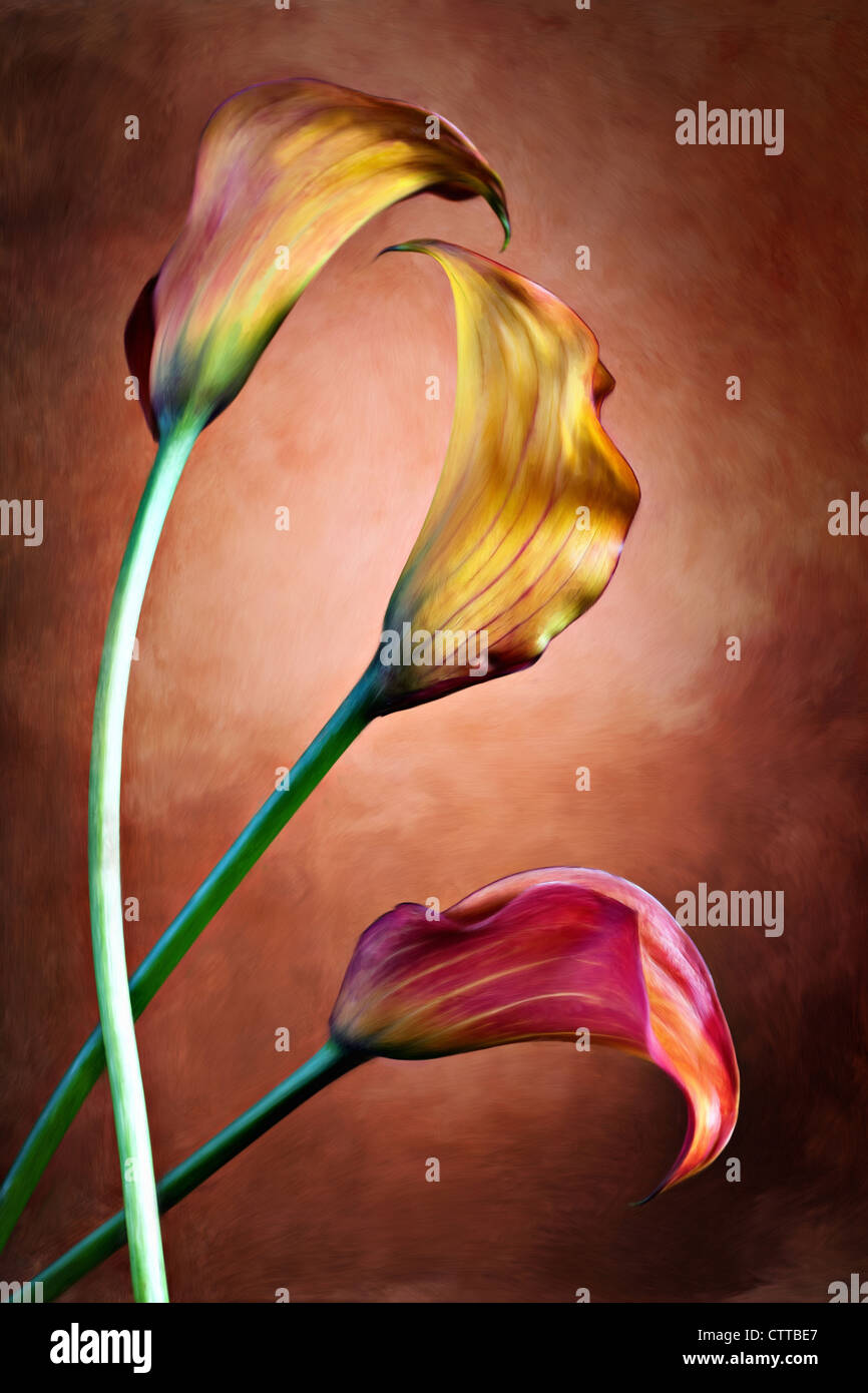 Zantedeschia Aethiopica, malte Calla Lilie Blume in Frot rote bachground Stockfoto