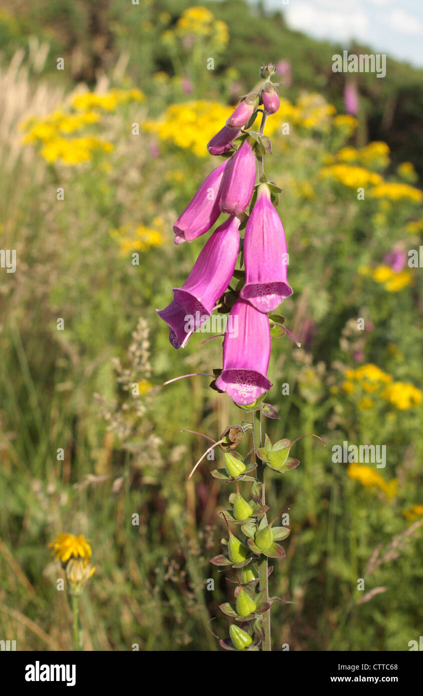 Fingerhut Stockfoto