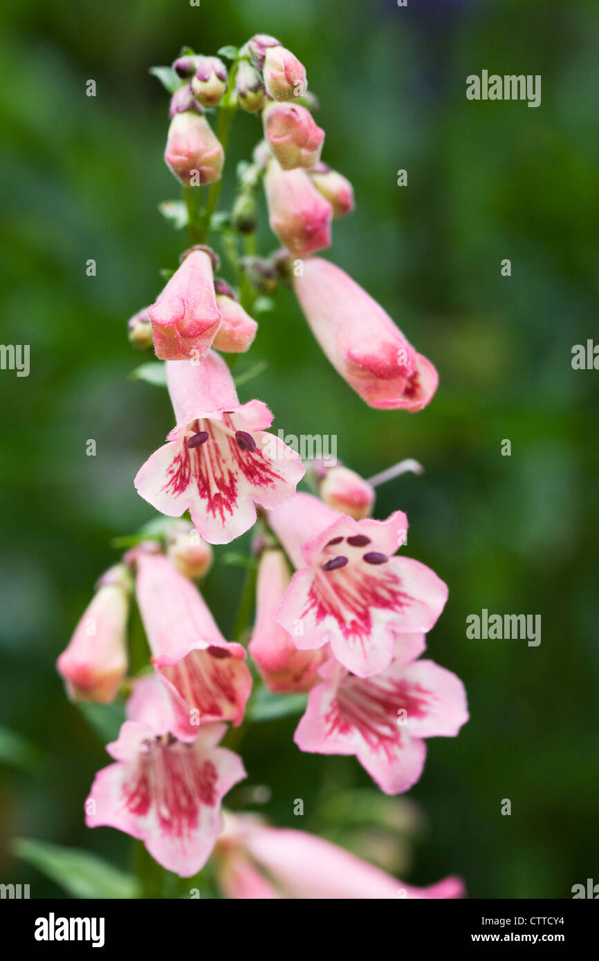 Penstemon 'Hidcote Pink' wächst an der Grenze. Bart Zunge Blume. Stockfoto