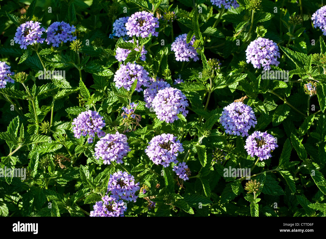 Eisenkraut "La France" Stockfoto