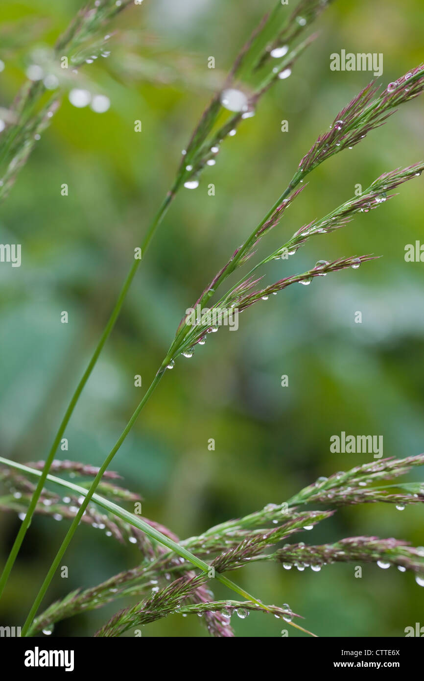 Hohe Ziergräser Molinia Arundinacea 'Karl Foerster' überschüttet mit Regentropfen, Juli, UK Stockfoto