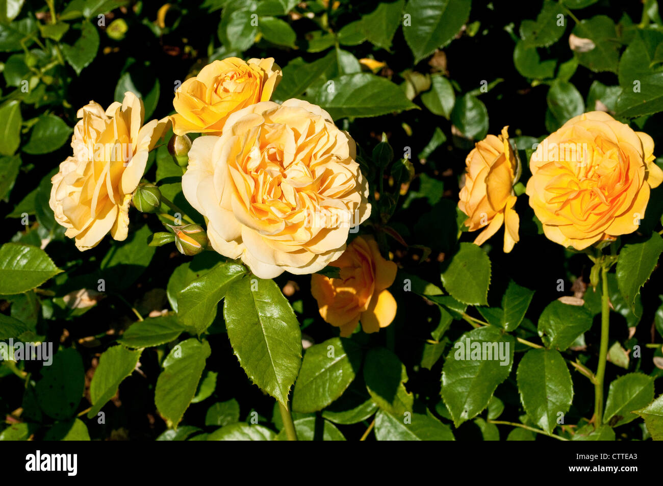 Rosa Absolutely Fabulous "Wekvossutono" Stockfoto