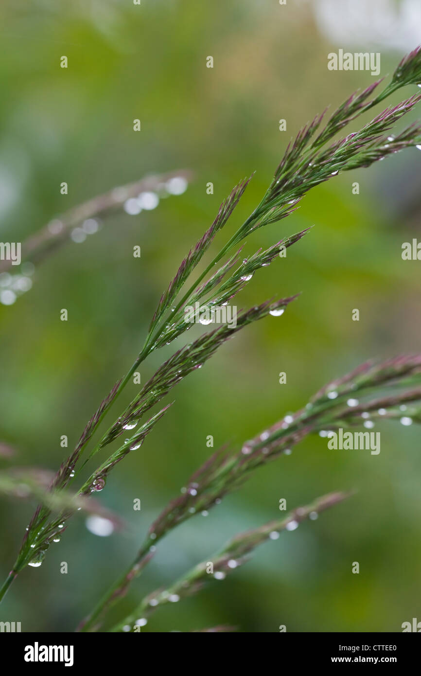 Hohe Ziergräser Molinia Arundinacea 'Karl Foerster' überschüttet mit Regentropfen, Juli, UK Stockfoto