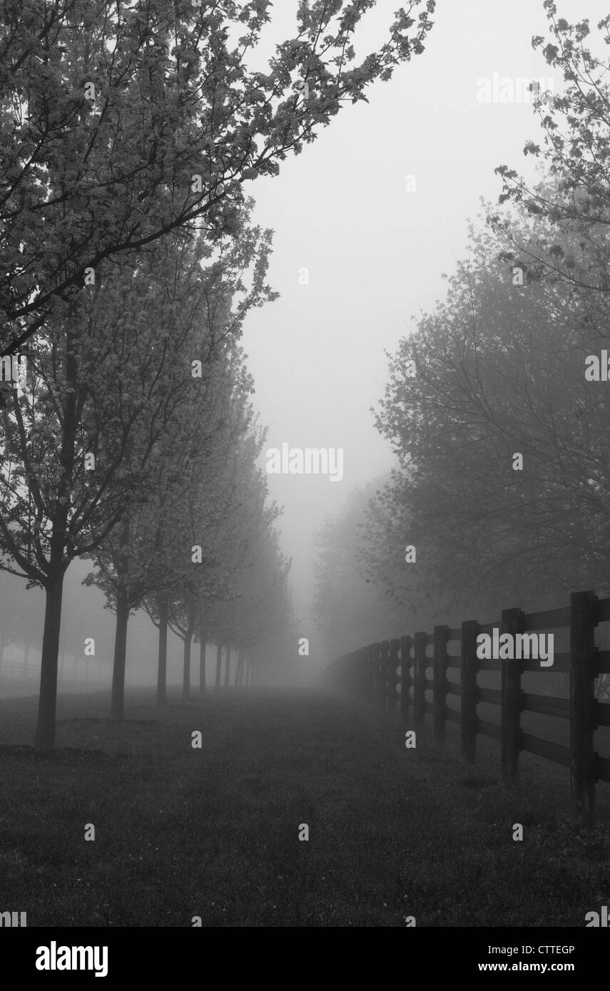 Schwarz / weiß Fotografie Morgennebel unterwegs mit blühenden Bäumen und Zaun. Stockfoto