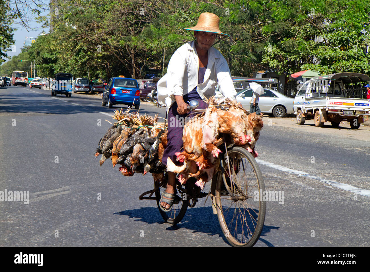 Burmesische Mann auf einem Fahrrad mit Leben Hühner in Yangon (Rangoon), Myanmar (Burma). Stockfoto