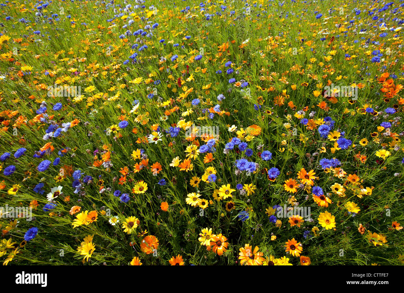 Wildblumen blühen im Olympic Park, London Stockfoto