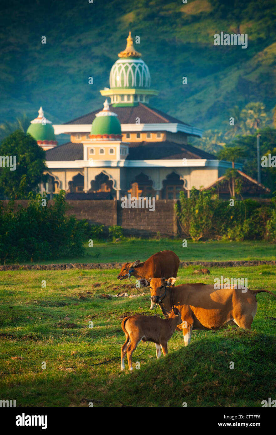 Kühe in der Nähe einer Moschee in das Meer Dorf Pemuteran, Bali, Indonesien früh am Morgen. Stockfoto