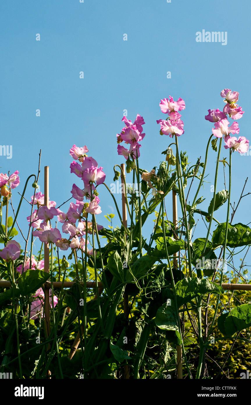 Platterbse man "Gwendoline" - Erbse-Blumen Stockfoto