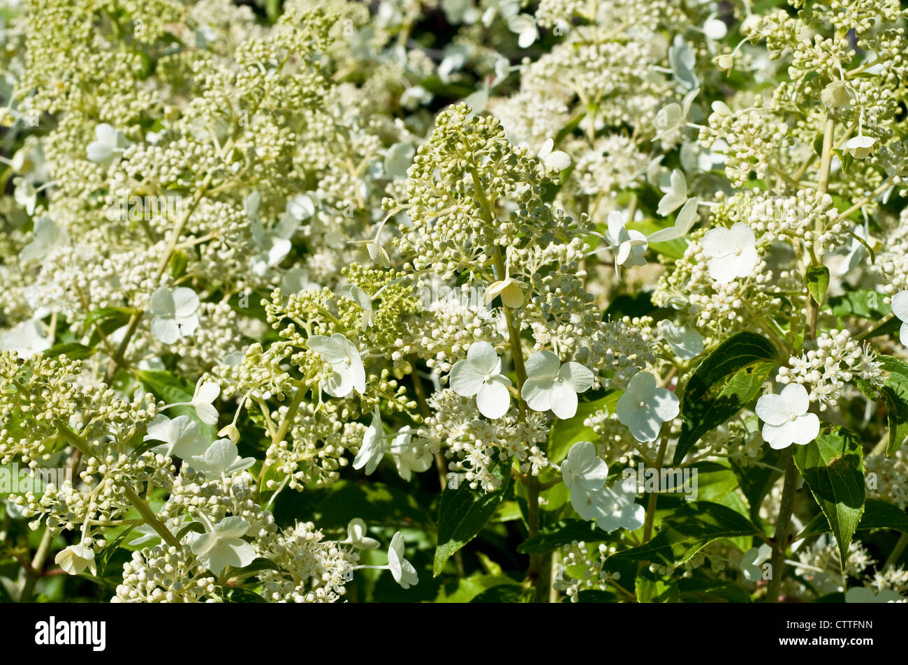 Hydrangea Paniculata 'Kyushu' Stockfoto