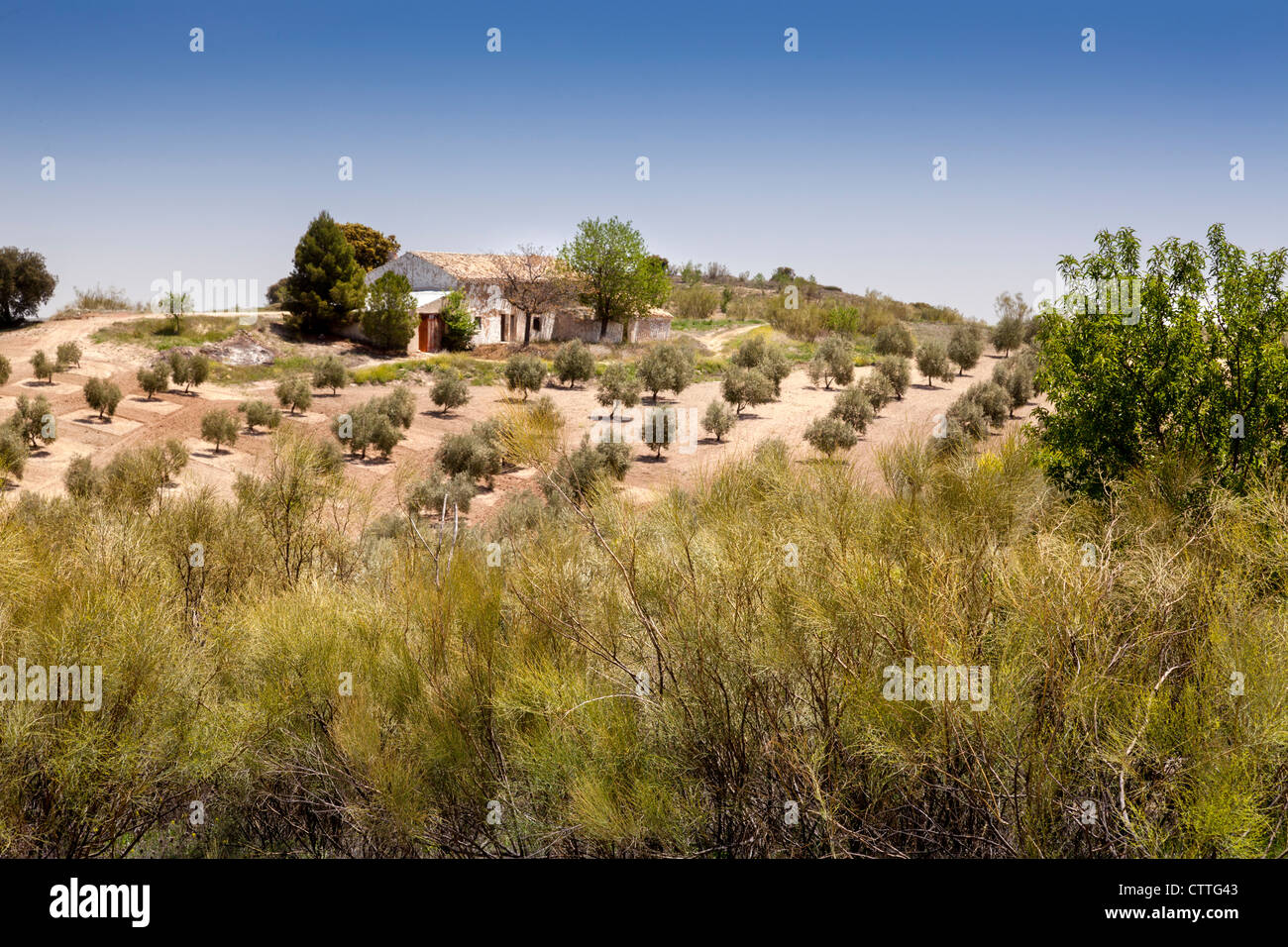Blick über Olivenhaine in Andalusien, Spanien, Europa. Stockfoto