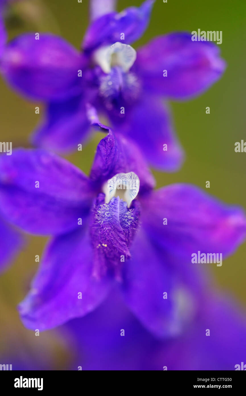 Nuttal Rittersporn (Delphinium Nuttalianum Yellowstone Nationalpark in Wyoming Stockfoto