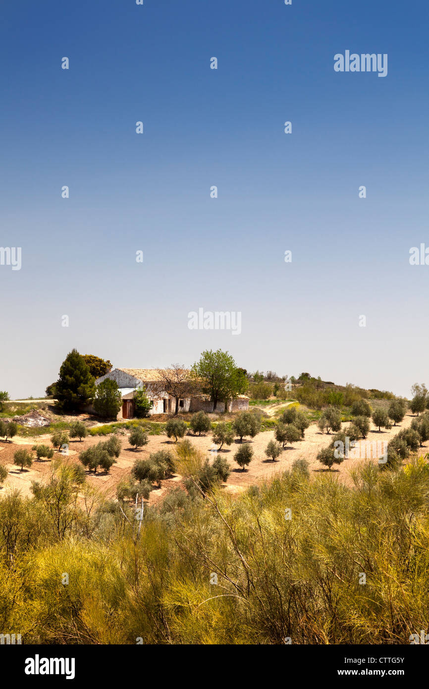 Blick über Olivenhaine in Andalusien, Spanien, Europa. Stockfoto