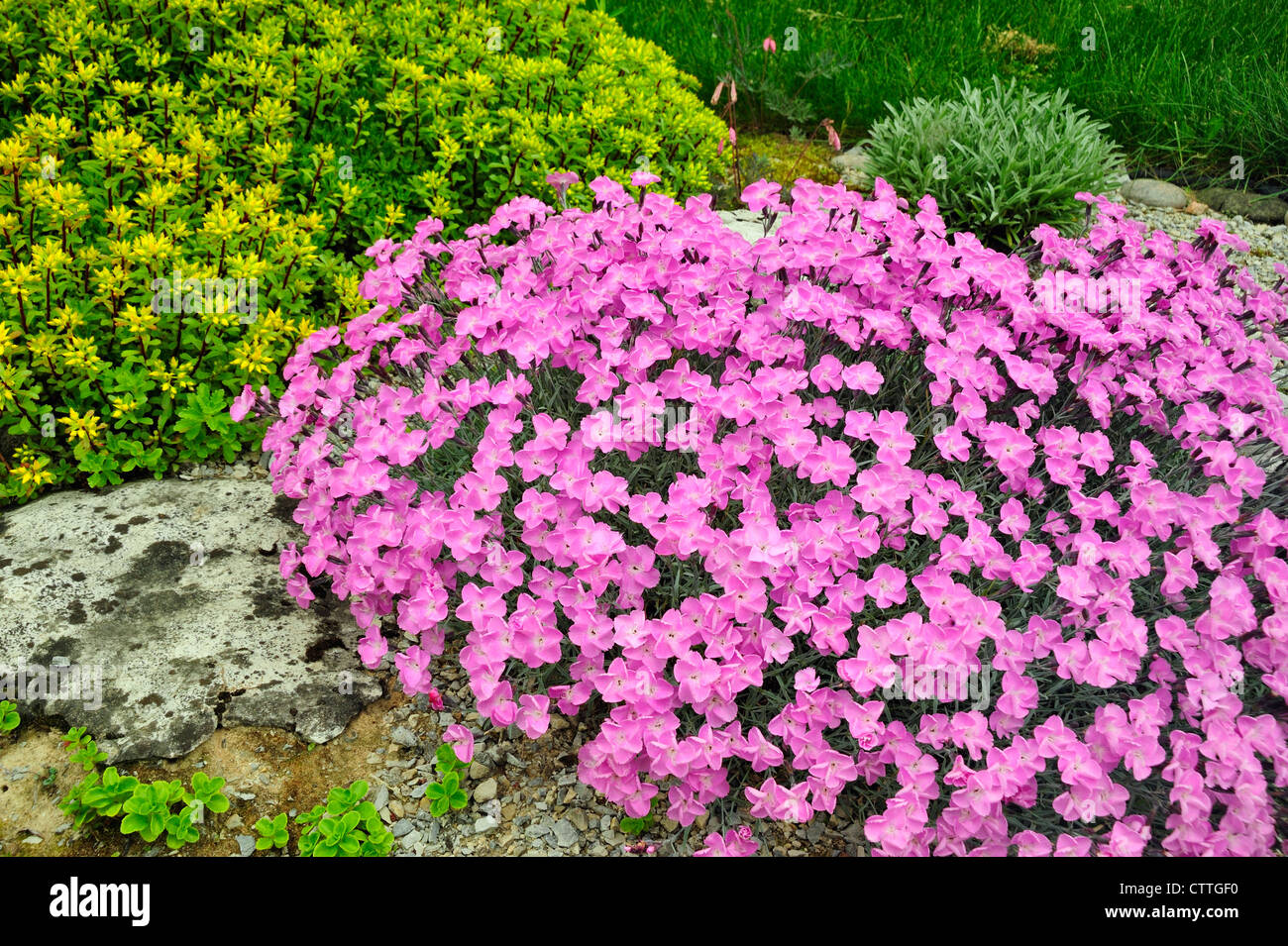 Alpinen Garten Pflanzen in voller Blüte Alpine rosa Dianthus - Frau Holt und Sedum stenopetalum - Douglassii Hardy, grössere Sudbury, Ontario, Kanada Stockfoto