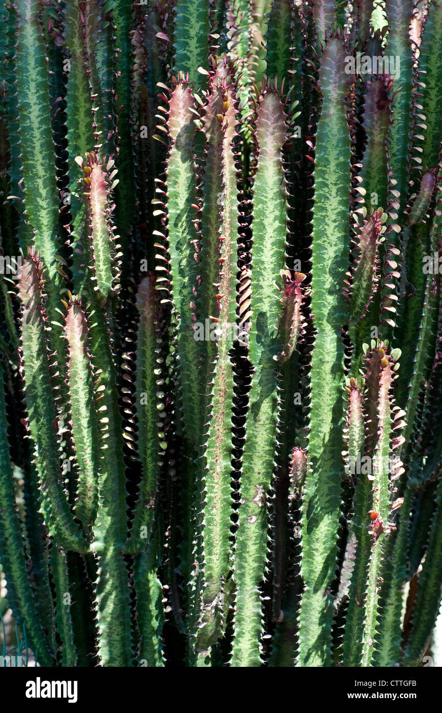 Euphorbia Trigona F. Rubra Kaktus Stockfoto