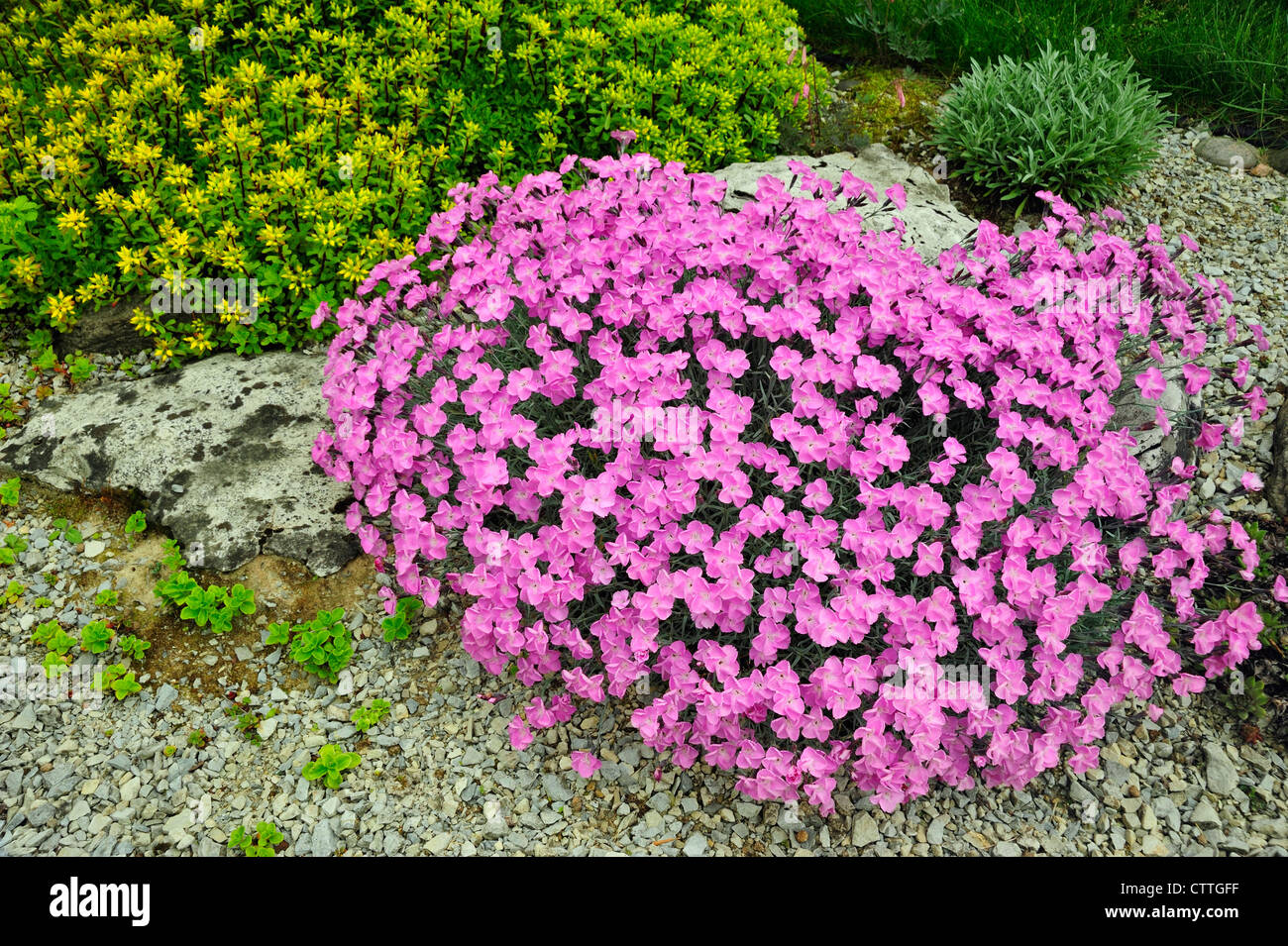 Alpinen Garten Pflanzen in voller Blüte Alpine rosa Dianthus - Frau Holt und Sedum stenopetalum - Douglassii Hardy, grössere Sudbury, Ontario, Kanada Stockfoto