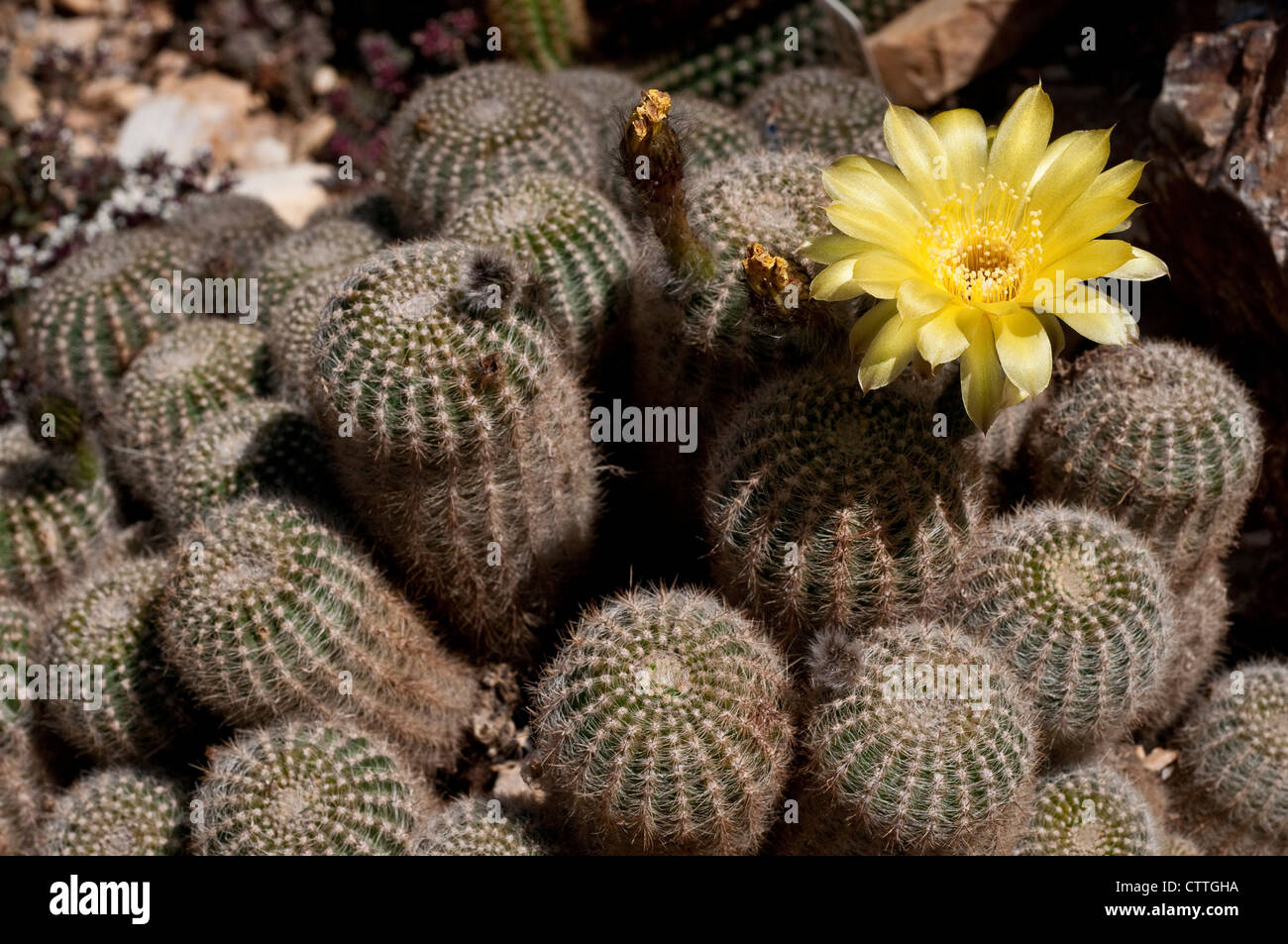 Echinopsis Aurea Leucomalla - blühender Kaktus Stockfoto