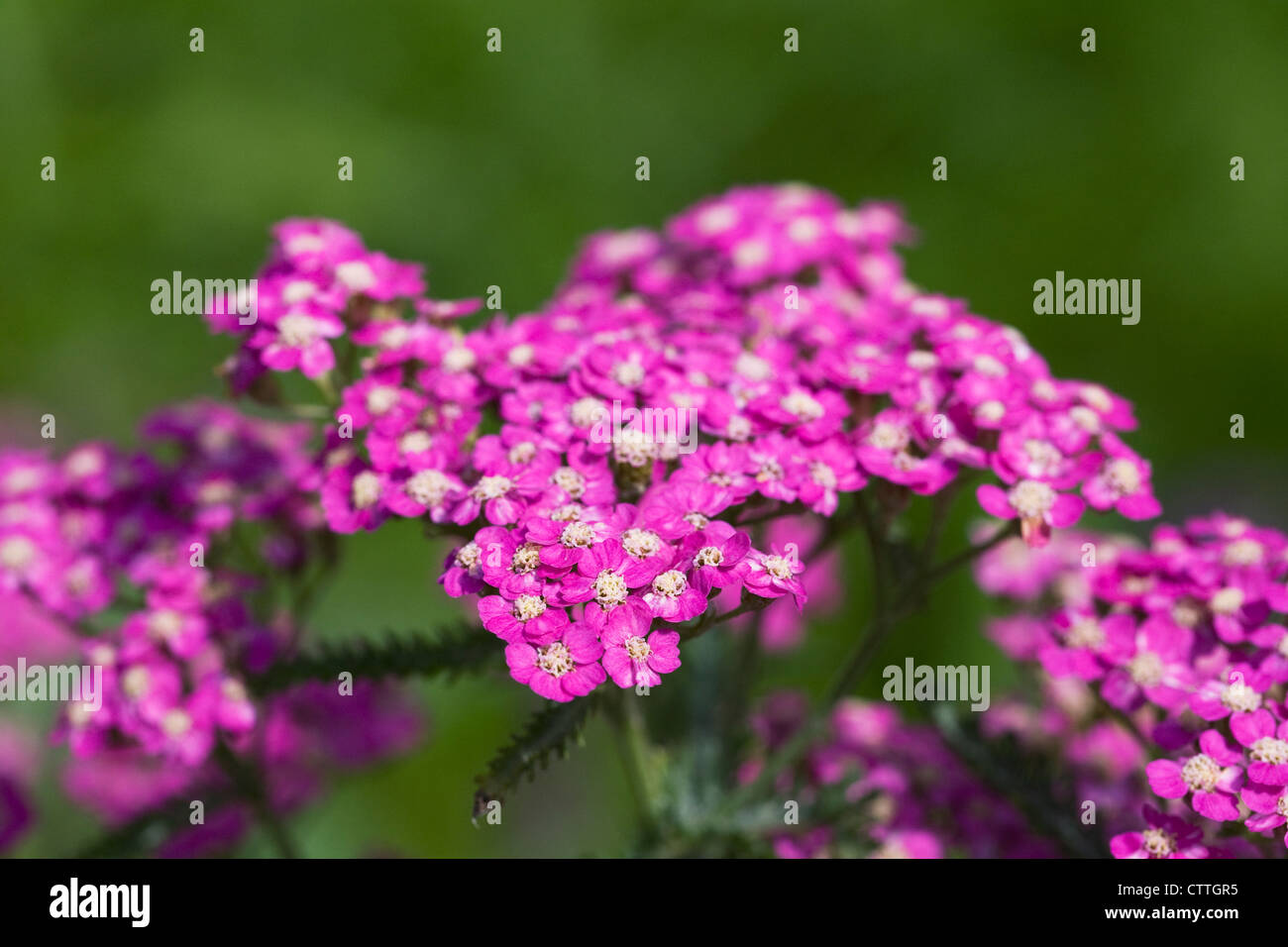 Achillea Millefolium. Schafgarbe, die im Garten wachsen Stockfotografie