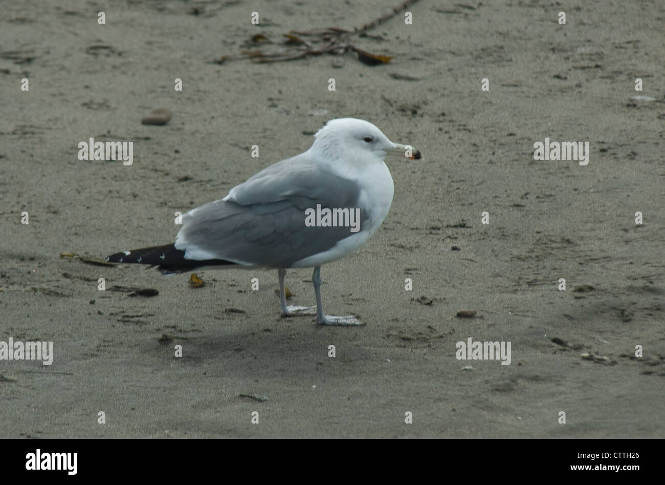 Kalifornien Gull (Larus Californicus) auf eine Beach, Kalifornien Stockfoto