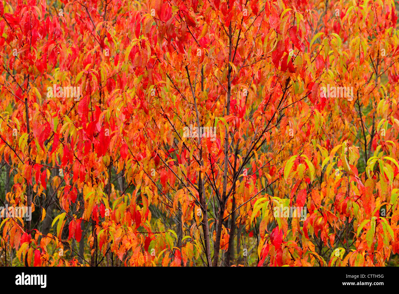 Pincherry (Prunus Pennsylvanica) Herbstlaub, Greater Sudbury, Ontario, Kanada Stockfoto