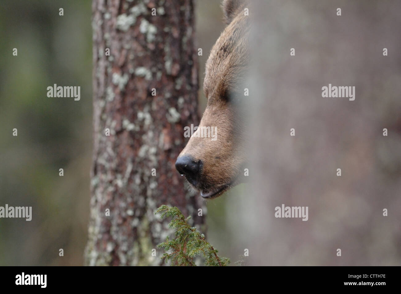 Ein großer Bär versteckt sich hinter einem Baum in der finnische Wald, Finnland Stockfoto