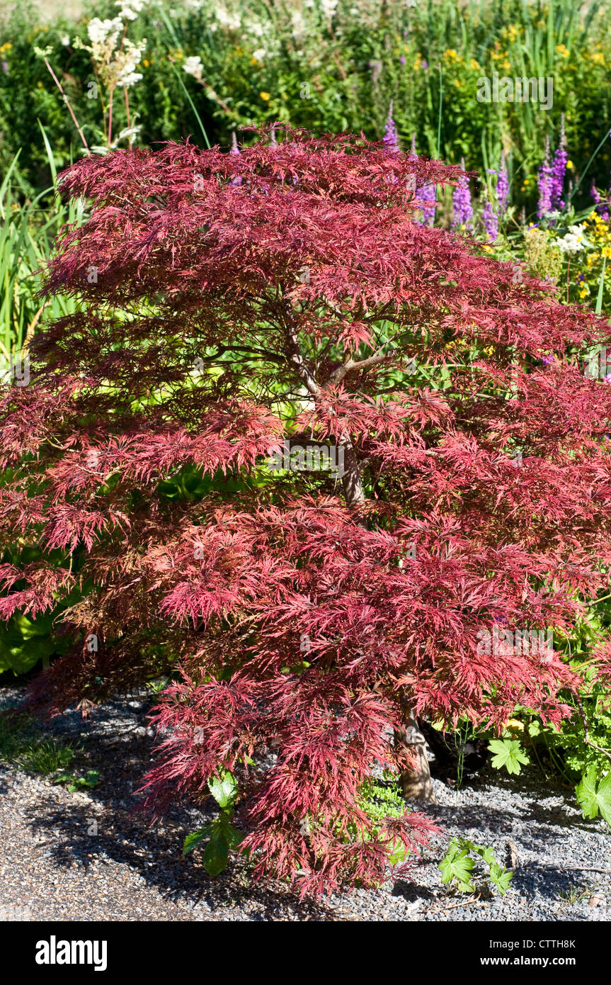 Bonsai-Baum - Acer Palmatum var. Dissectum 'Inaba-Shidare' Stockfoto