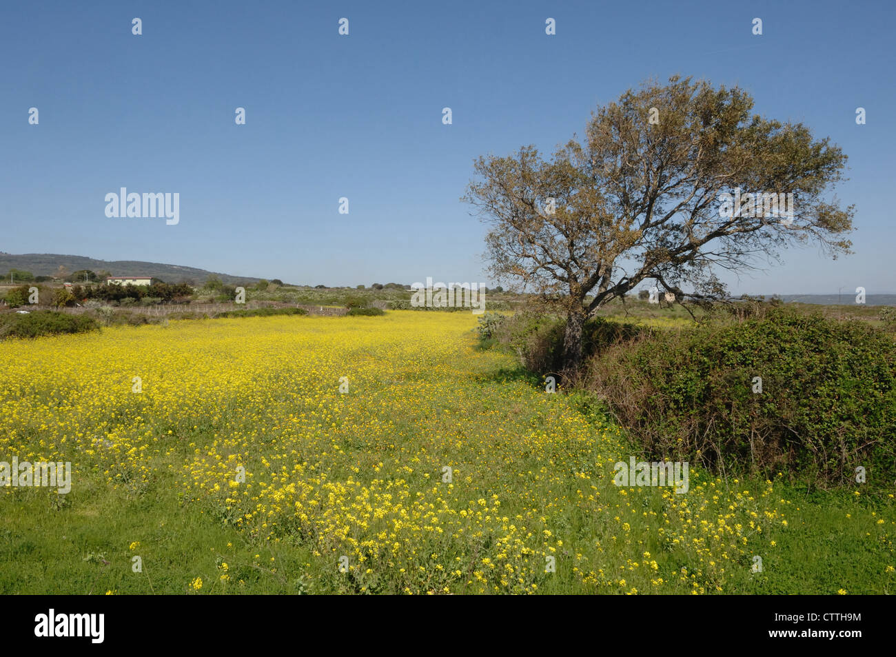 Bereich der Blumen, Massiv des Montiferru, Sardinien, Italien Stockfoto