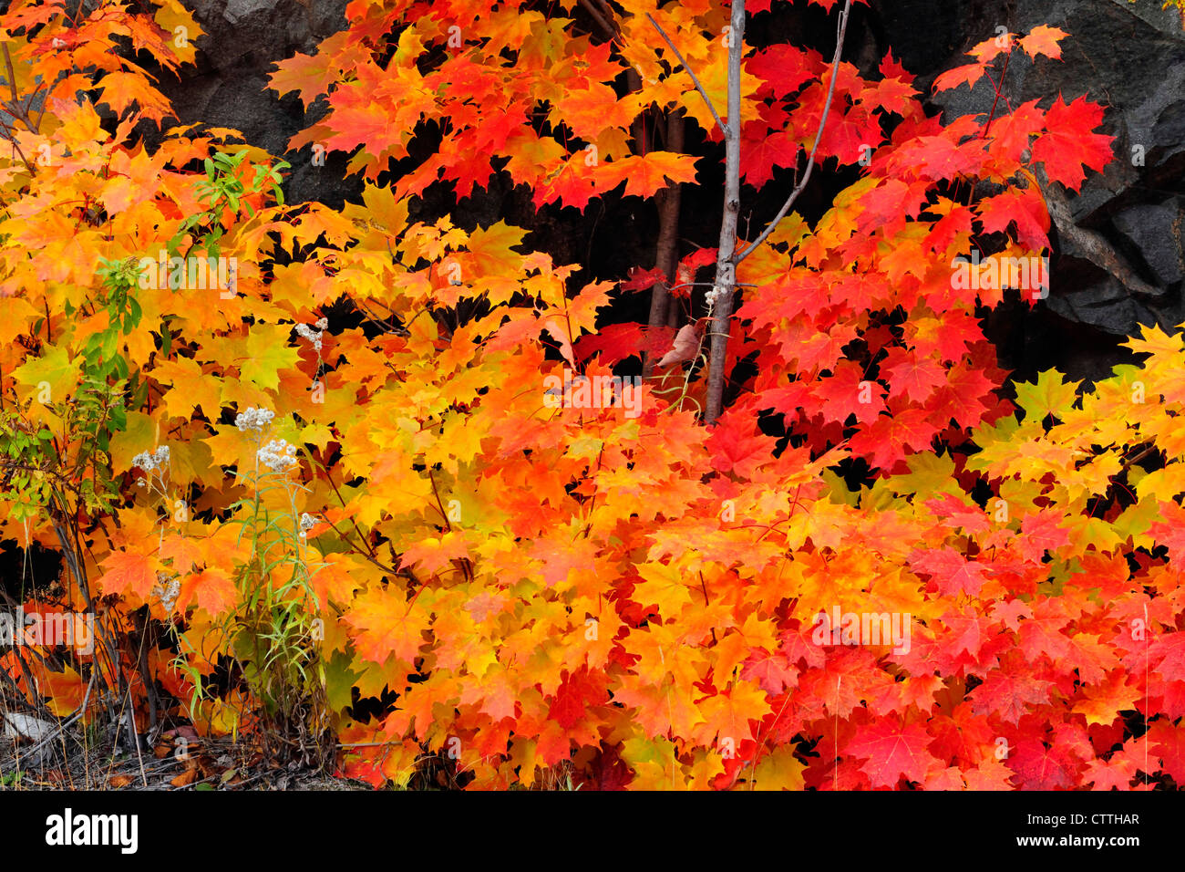 Red Maple (Acer rubrum), (Acer rubrum) Herbstlaub Elliot Lake, Ontario, Kanada Stockfoto