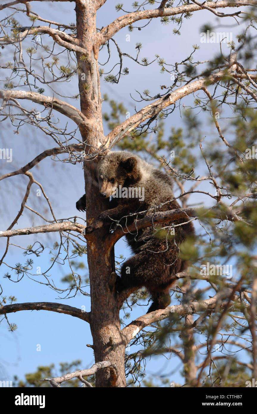 Ein bärenjunges stieg auf einen Baum, Karelien, Finnland Stockfoto