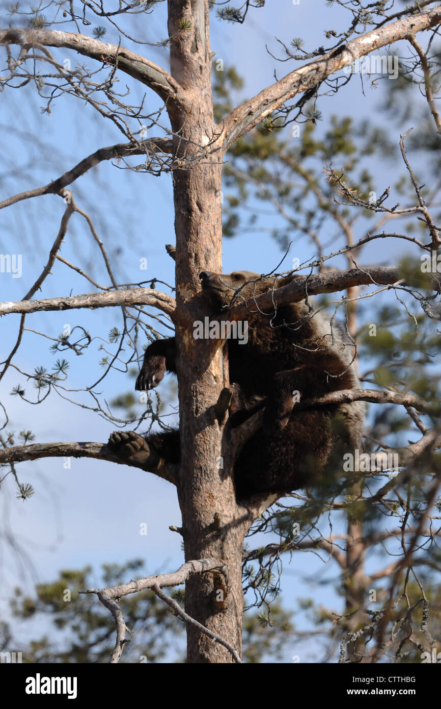 Ein Bärenjunges kletterte auf einen Baum, Karelien, Finnland Stockfoto