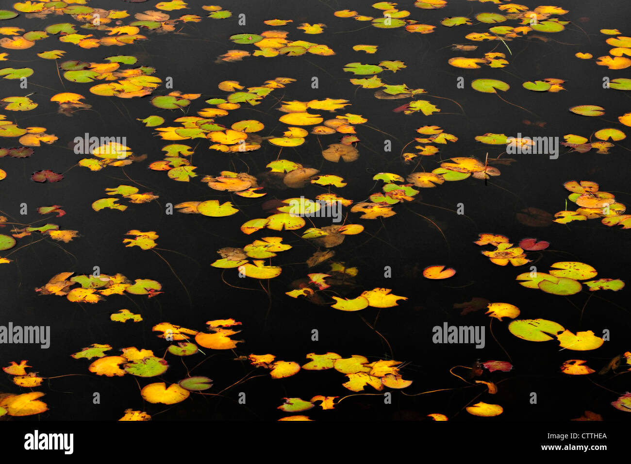 Water Lily Pads im Herbst im Biber Teich Elliot Lake, Ontario, Kanada Stockfoto