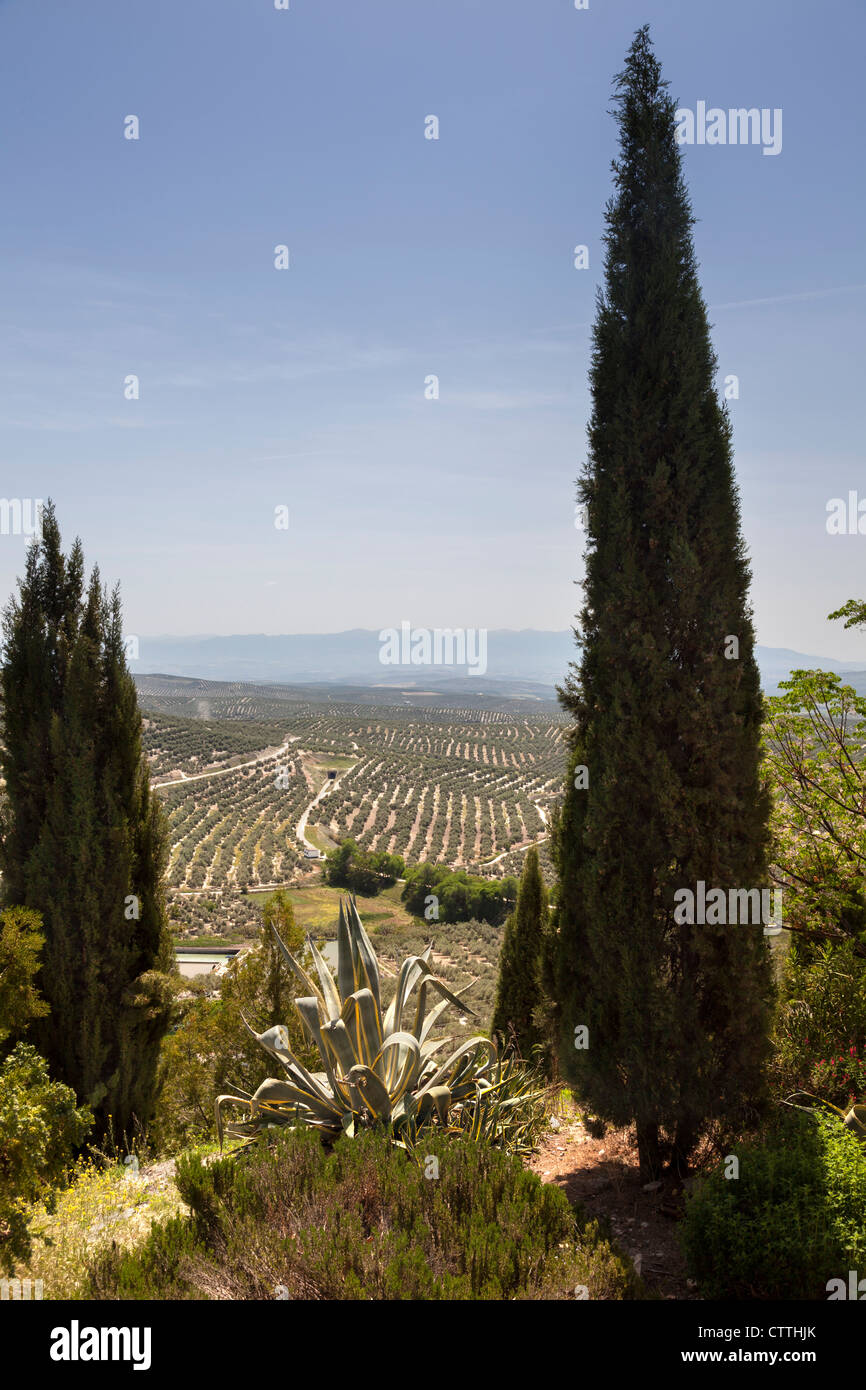 Blick über Olivenhaine aus Stadt Ubeda, Andalusien, Spanien, Europa Stockfoto
