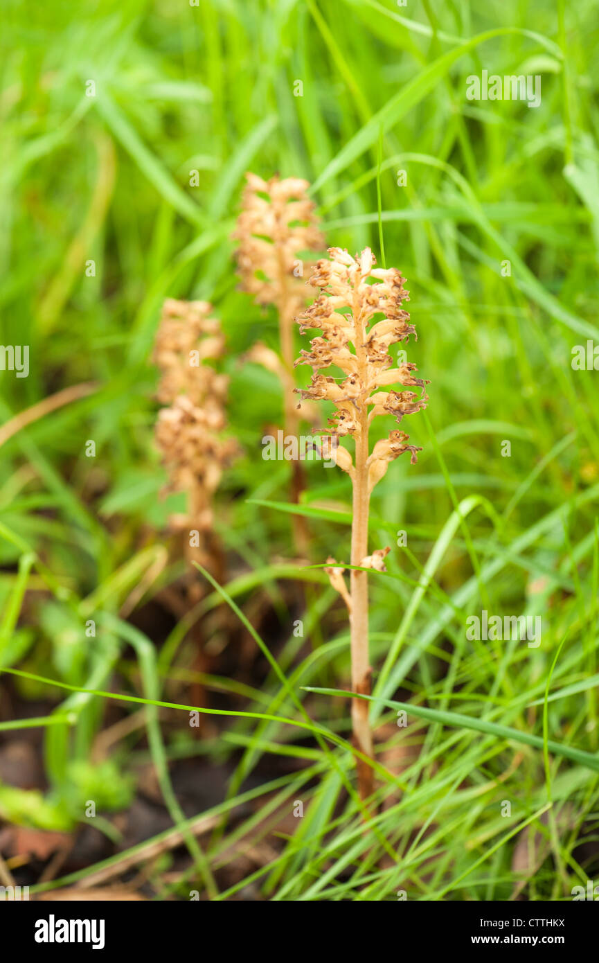 Vogels Nest Orchid, Neottia Nidus-Avis, als Die Blumen zurück Stockfoto