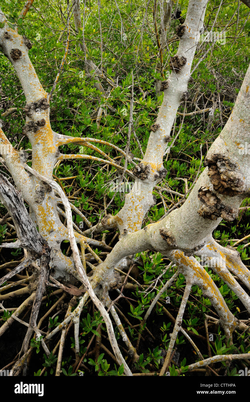 Rote Mangroven (Rhizophora Mangle) stammt und Wurzeln, Ding Darling NWR, Sanibel Island, Florida, USA Stockfoto
