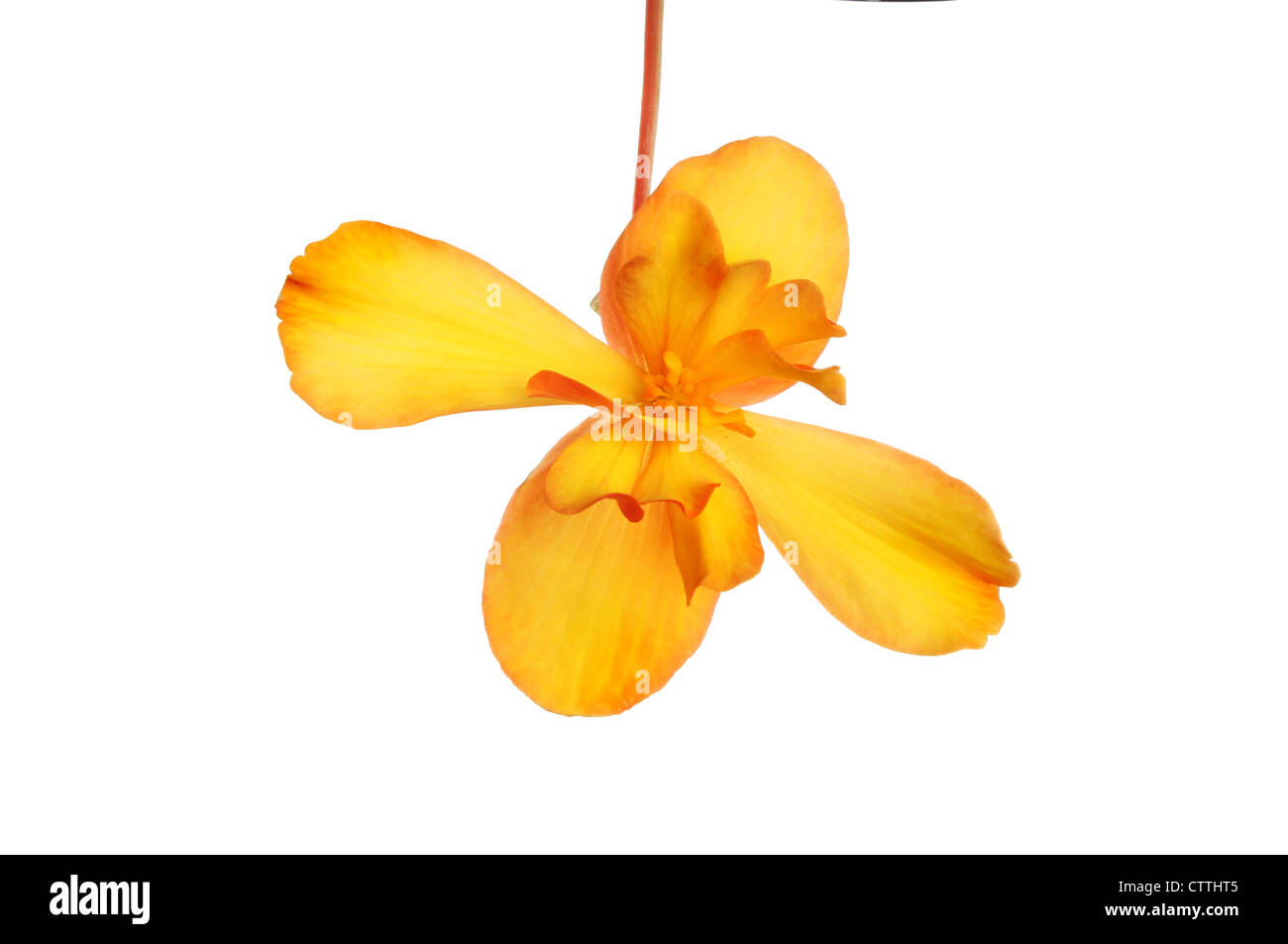 Begonie Orange Blume isoliert gegen weiß Stockfoto