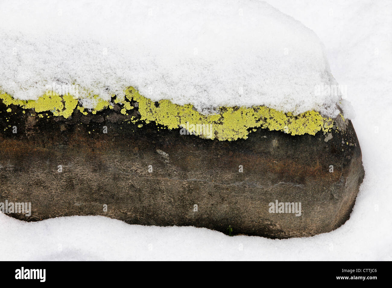 Geographicum Flechten auf schneebedeckte Felsen, Greater Sudbury, Ontario, Kanada Stockfoto