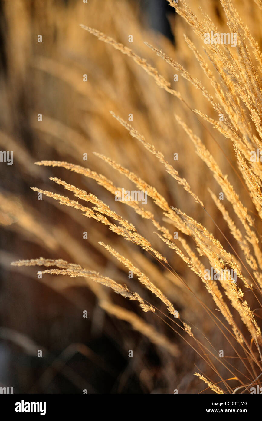 Ornamentalen Garten Gräser-Karl Foerster, Greater Sudbury, Ontario, Kanada Stockfoto