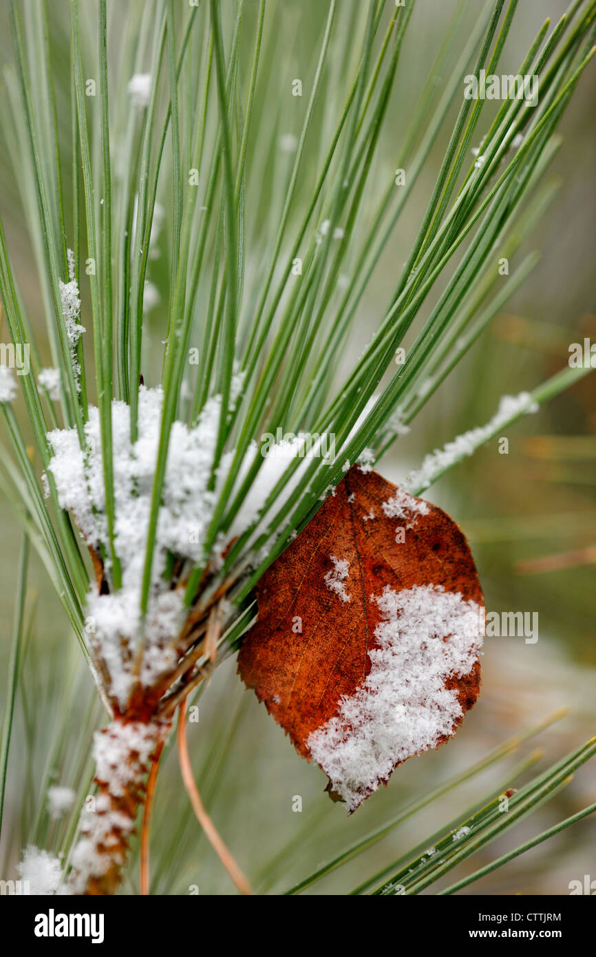 Rote Kiefer (Pinus Resinosa) mit gefallenen Laub-, größere Sudbury, Ontario, Kanada Stockfoto