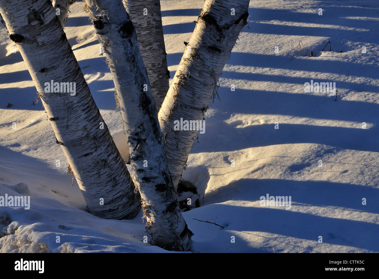 Weiße Birke (Betula Papyrifera) Stämme im Winter, Greater Sudbury, Ontario, Kanada Stockfoto