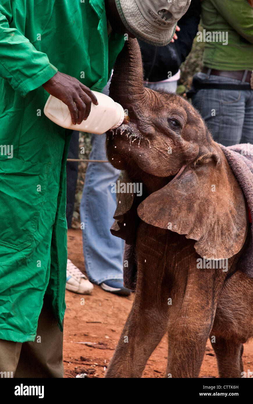 Afrikanischer Elefant Kalb, Loxodonta Africana, trinken Milch aus einer Flasche, Sheldrick Elephant Orphanage, Nairobi, Kenia, Afrika Stockfoto