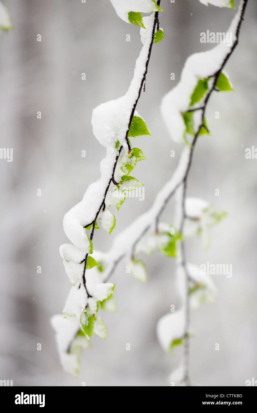 Weiße Birke (Betula Papyrifera) neue Blätter im Frühjahr Schneesturm, Greater Sudbury, Ontario, Kanada Stockfoto