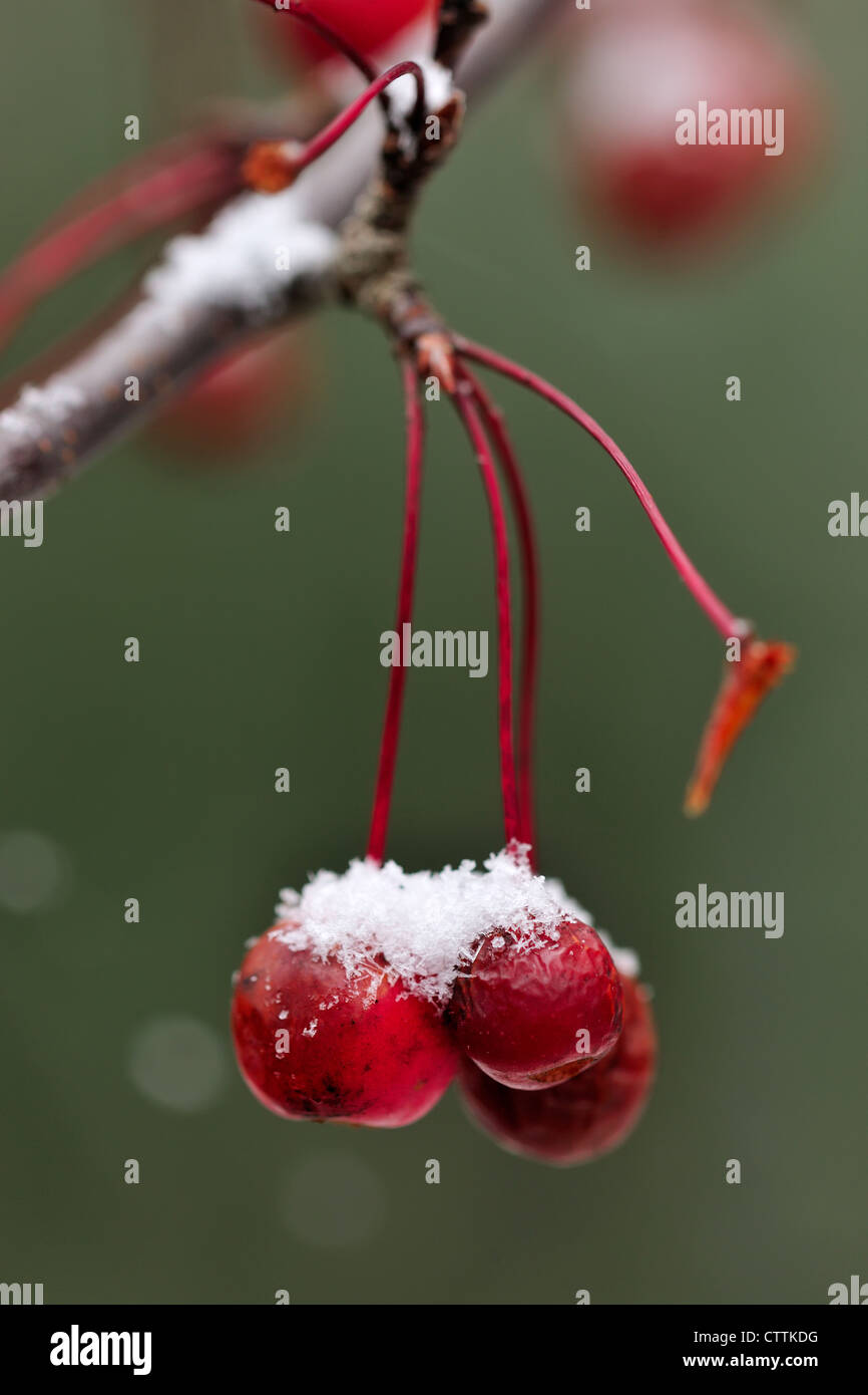 Zierapfel-Baum Frucht (Malus Halliana) var. Parkmani mit einer Prise Schnee - Spätherbst, Greater Sudbury, Ontario, Kanada Stockfoto
