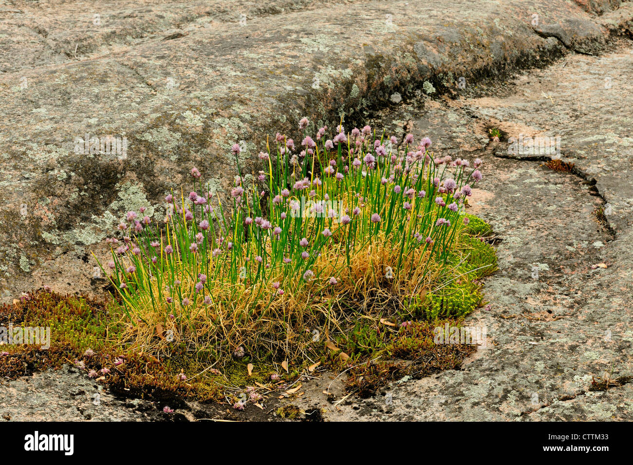 Wilden Schnittlauch (Allium Schoenoprasum) Blüte im Felsen, Kingston Mühlen, Ontario, Kanada Stockfoto