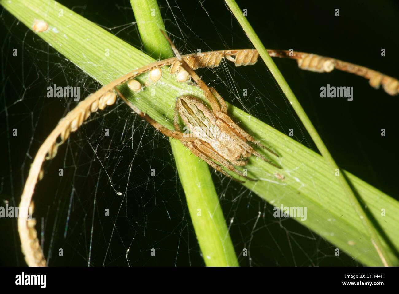 Spinne auf Blatt Stockfoto