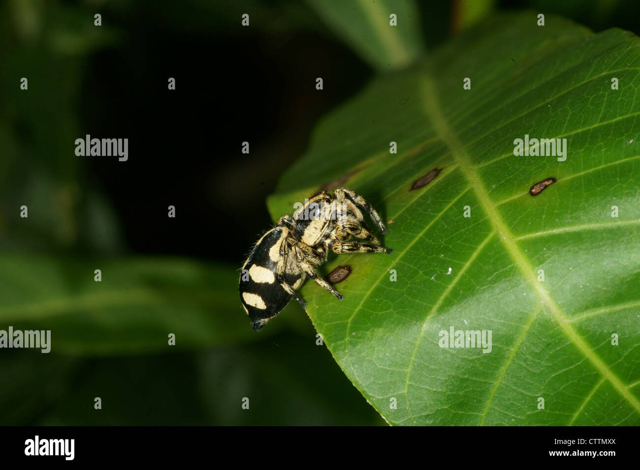 Phidippus Springspinne auf Blatt Stockfoto