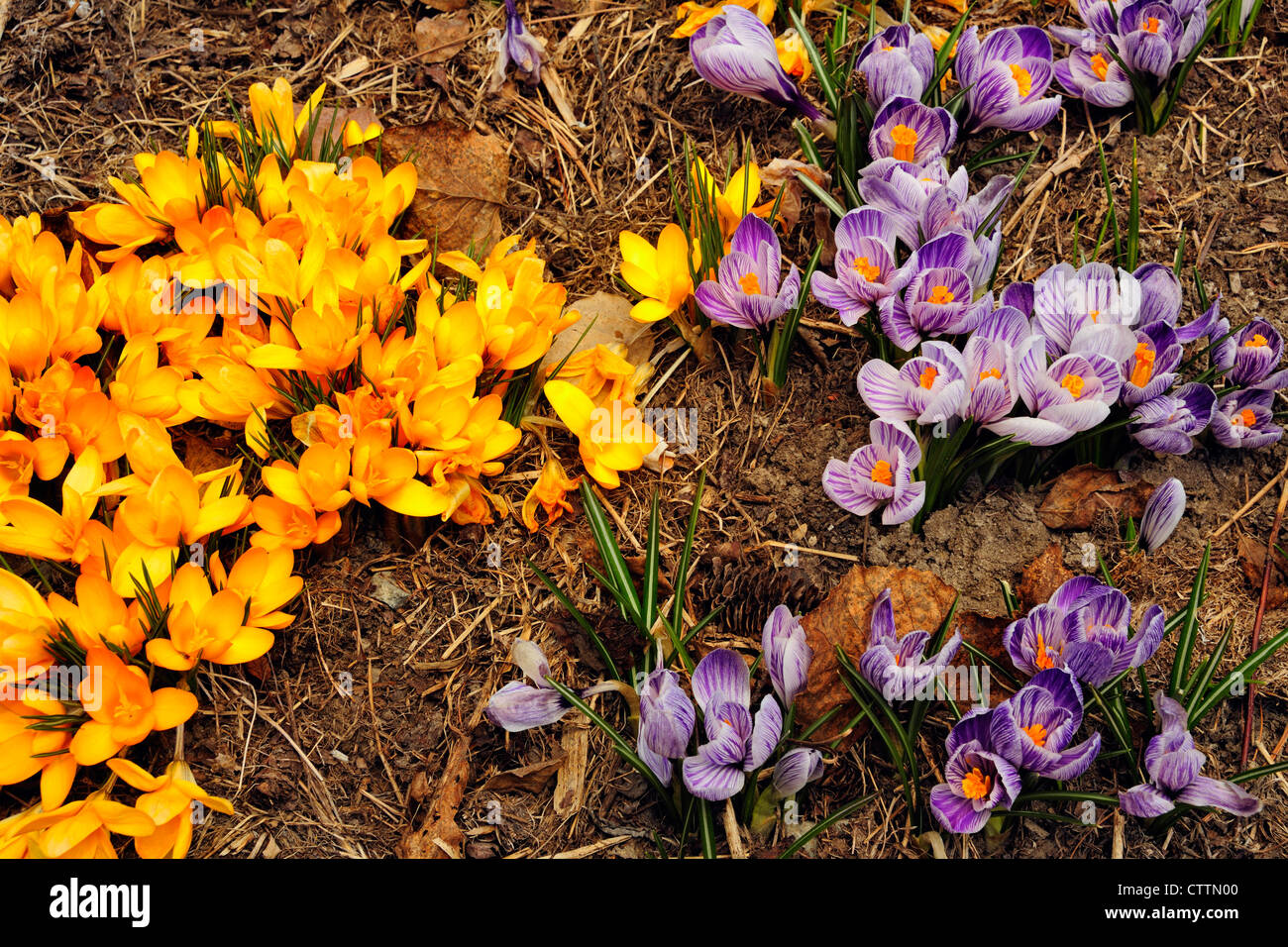 Krokus Blüten Greater Sudbury, Ontario, Kanada Stockfoto