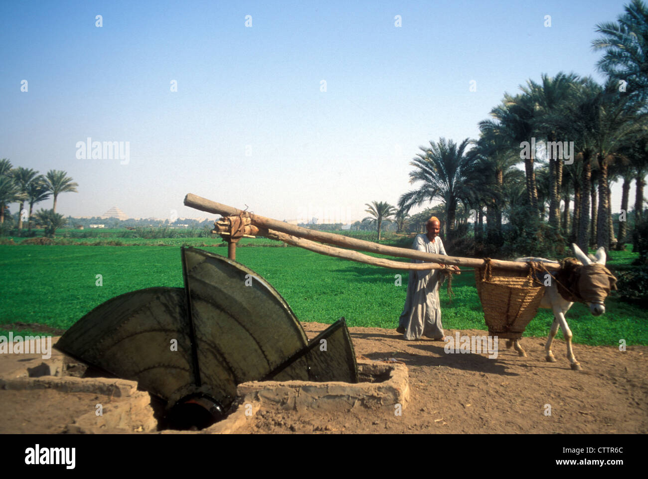 Traditionelles Eselbewässerungsrad in der Oase Faayoum, Ägypten. Stockfoto