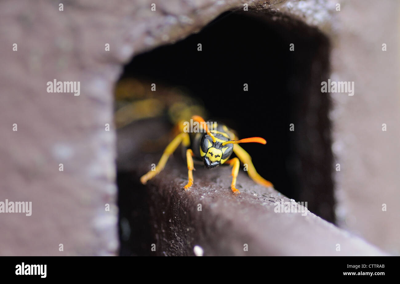 Aggressiven Wespe bewachen ihr Nest. Stockfoto