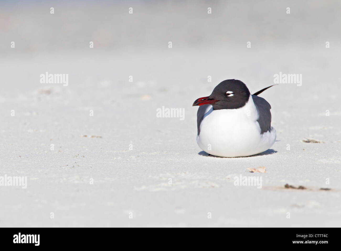 lachende Möve (Leucophaeus Atricilla) Erwachsene im Sommer Gefieder, Ausruhen am Strand, Everglades, Florida, USA Stockfoto